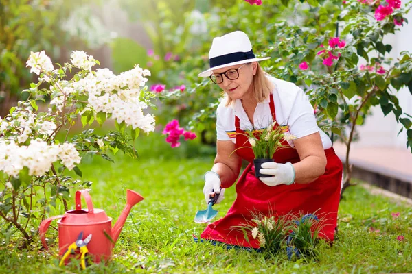 Senior woman gardening. Retired lady in sun hat watering garden plants and flowers. Beautiful sunny blooming backyard. Outdoor hobby and healthy activity. Female with garden tools and watering can.