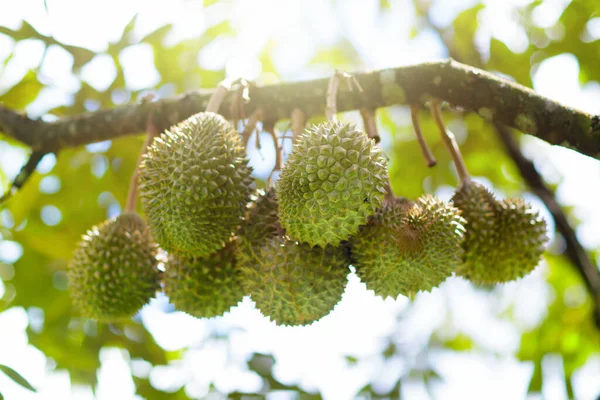 Durian Rośnie Drzewie Egzotyczne Tropikalne Owoce Tajlandii Malezji Król Owoców — Zdjęcie stockowe