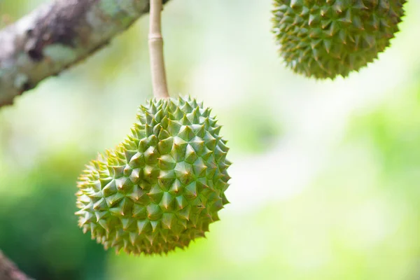 Durian Rośnie Drzewie Egzotyczne Tropikalne Owoce Tajlandii Malezji Król Owoców — Zdjęcie stockowe