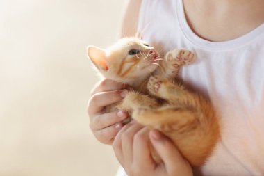 Bebek kedi kucağında. Çocuklar ve evcil hayvanlar. Küçük kız yaz bahçesinde küçük sevimli kediciğe sarılıyor. Çocuklu bir aile hayvanı. Evcil hayvanları olan çocuklar.. 