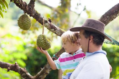 Durian ağaçta büyüyor. Baba oğul Tayland ve Malezya 'nın egzotik tropik meyvelerini topluyor. Meyve kralı. Güneydoğu Asya 'daki organik çiftlikte insan ve çocuk olgun durianları izliyor. Çocuklarla seyahat et.