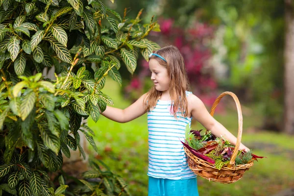 Niño Recogiendo Hojas Otoño Colores Cesta Niño Jugando Con Hojas — Foto de Stock