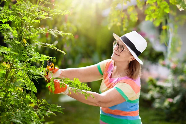 Jardinería Mujeres Mayores Señora Jubilada Sombrero Sol Regando Plantas Jardín — Foto de Stock