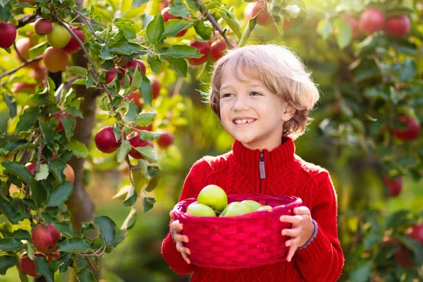 Child Picking Apples Farm Apple Orchard Fun Children Kids Pick — Stock Photo, Image