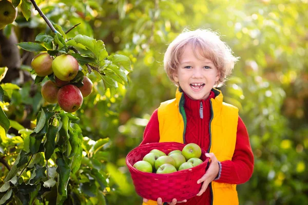 Niño Recogiendo Manzanas Granja Manzana Huerto Divertido Para Los Niños — Foto de Stock