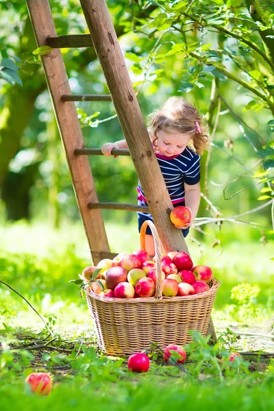 Liten flicka i en apple-trädgård — Stockfoto