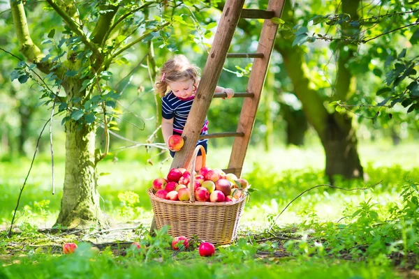 Niña en un huerto de manzanas — Foto de Stock