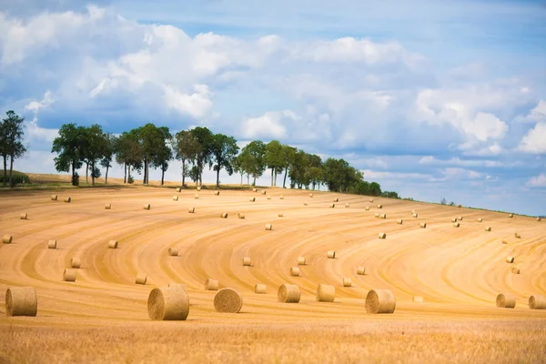 Campo con fardos de heno — Foto de Stock