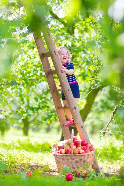Holčička v zahradě apple — Stock fotografie