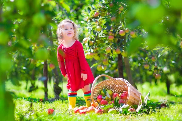 Menina ao lado de uma gorjeta sobre cesta de maçã — Fotografia de Stock