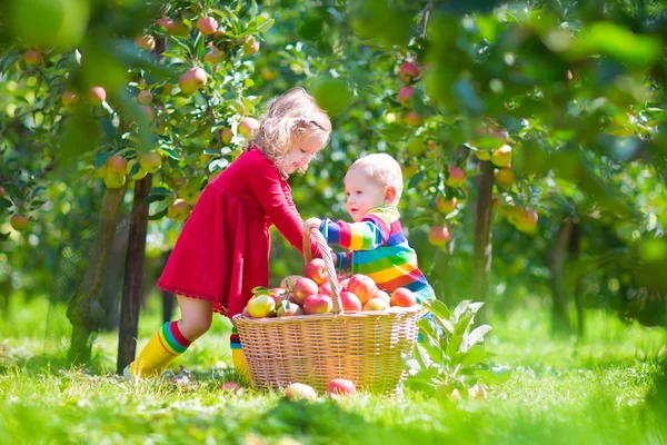 Τα παιδιά με τα μήλα επιλογής σε έναν κήπο — Φωτογραφία Αρχείου