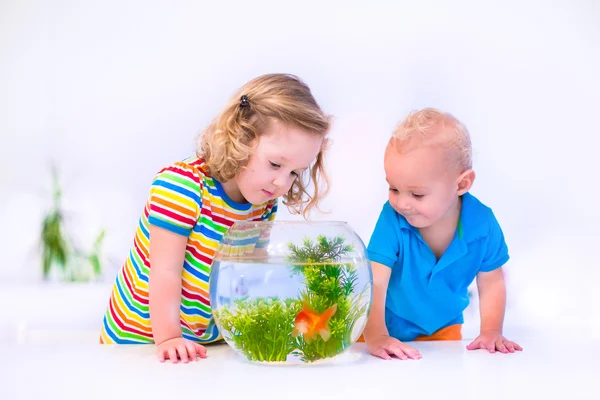 Kids watching fish bowl — Stock Photo, Image