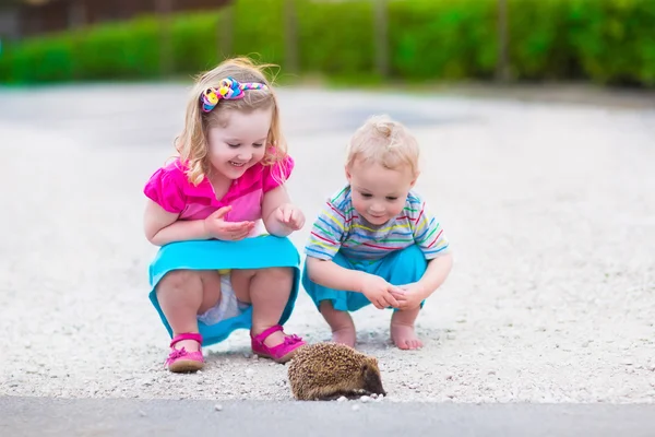 Two kids watching a hedgehog — Stock Photo, Image