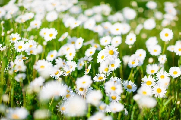 Campo de flores margarida — Fotografia de Stock