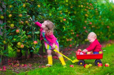 çocuklar bir çiftlikte elma toplama