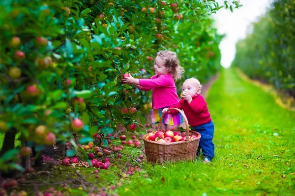 Bambini che raccolgono mele fresche in una fattoria — Foto Stock