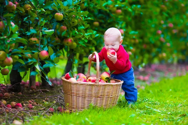 Niño pequeño con canasta de manzana en una granja — Foto de Stock