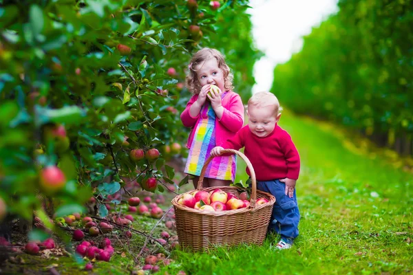 Kids picking fresh apple on a farm