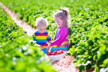 çocuklar bir çiftlikte taze çilek toplama