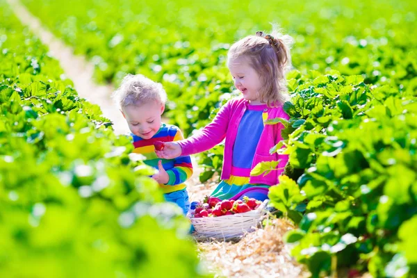 Kinder pflücken frische Erdbeeren auf einem Bauernhof — Stockfoto