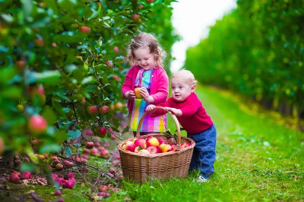 Enfants cueillant des pommes fraîches dans une ferme — Photo