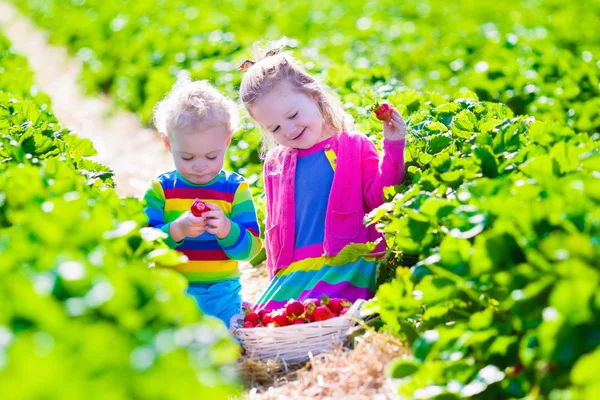 Kinderen verse aardbeien plukken op een boerderij — Stockfoto