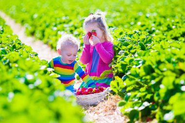 çocuklar bir çiftlikte taze çilek toplama