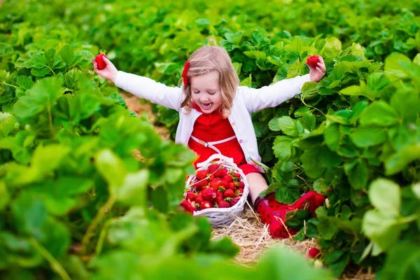 Menina colhendo morango em um campo de fazenda — Fotografia de Stock