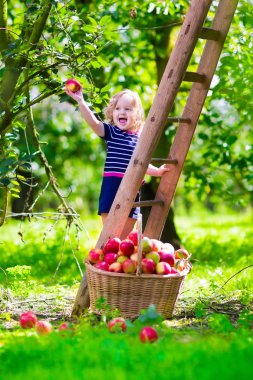 küçük kız bir çiftlikte elma toplama