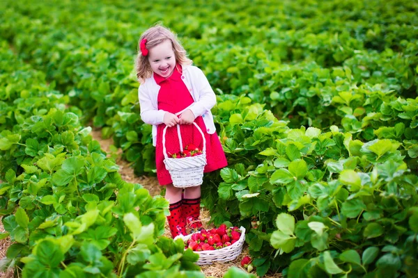 Little girl picking strawberry on a farm field — Stock Photo, Image