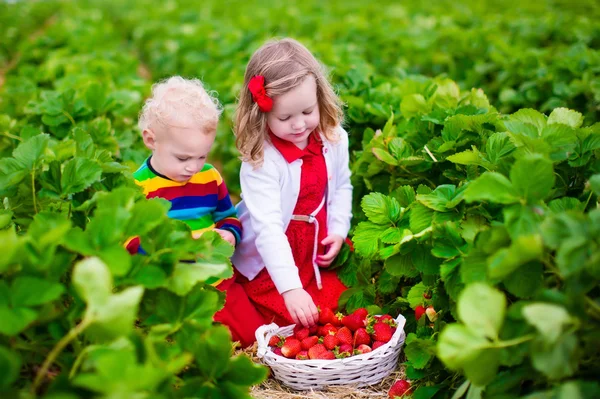 Kids picking strawberry on a farm field — Stock Photo, Image