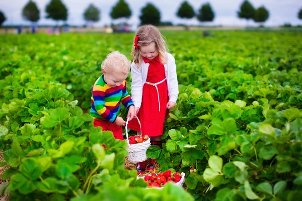 Niños recogiendo fresa en un campo de cultivo — Foto de Stock