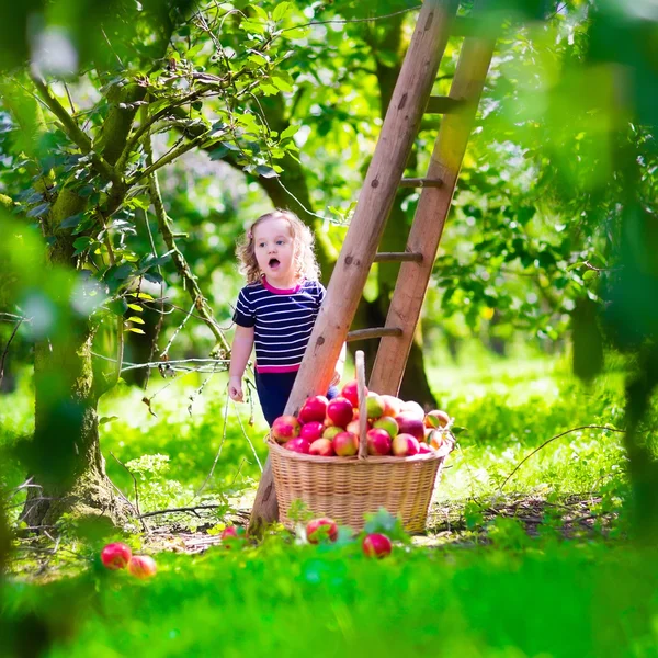 Kleines Mädchen pflückt Äpfel auf einem Bauernhof — Stockfoto