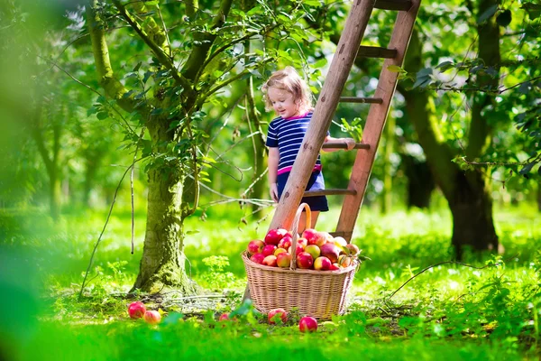 Malá holčička sbíral jablka na farmě — Stock fotografie