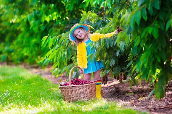 Little girl picking fresh cherry on a farm — Stock Photo, Image