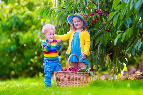 孩子们在一个水果农场采摘樱桃。孩子们在夏天果园摘樱桃。蹒跚学步的孩子和婴儿吃新鲜的水果，从园林树木。女孩和男孩吃浆果在一个篮子里。家庭的收获时间乐趣 — 스톡 사진