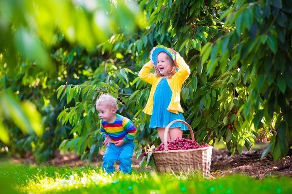 Kids picking cherry fruit on a farm — Stock Photo, Image