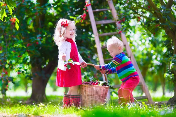 Kinder pflücken Kirschen im Obstbauerngarten — Stockfoto