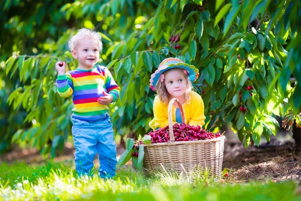 Niños recogiendo fruta de cereza en una granja —  Fotos de Stock