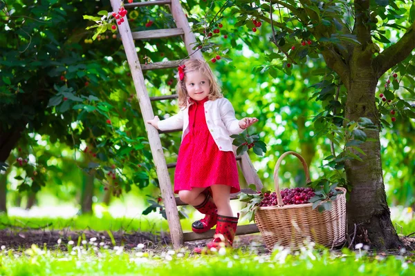 Malá holčička výdej čerstvé Višňová v zahradě — Stock fotografie