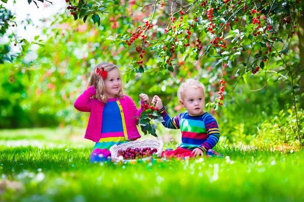 Crianças pegando cereja em um jardim de fazenda de frutas — Fotografia de Stock