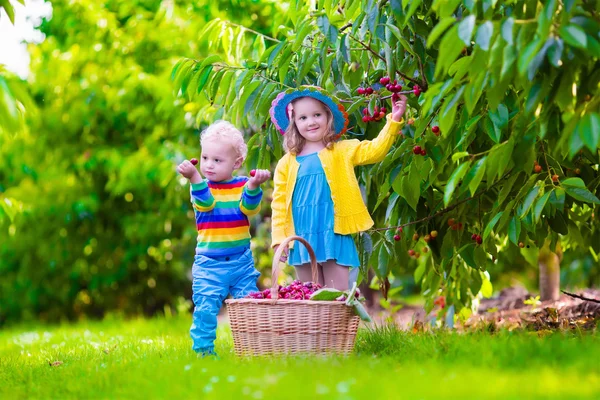 Kids picking cherry fruit on a farm — Stock Photo, Image