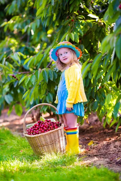 Little girl picking fresh cherry on a farm — Stock Photo, Image