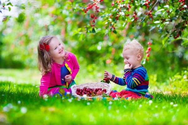 Kids picking cherry on a fruit farm garden