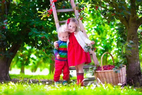 Bambini che raccolgono ciliegie in un frutteto — Foto Stock