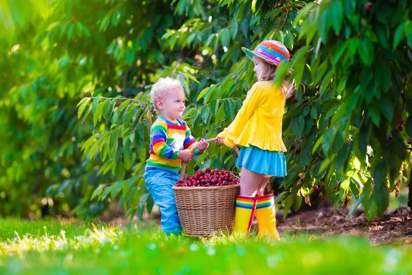 Діти збирають вишневі фрукти на фермі — стокове фото