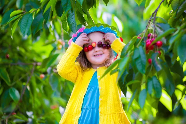 Little girl picking fresh cherry on a farm