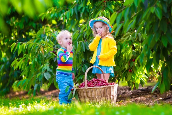 Kids picking cherry fruit on a farm — Stock Photo, Image