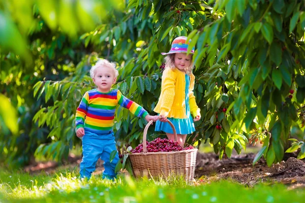 Děti sbíráme třešně na farmě — Stock fotografie
