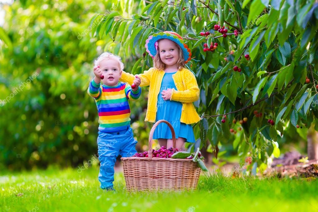 Kids picking cherry fruit on a farm — Stock Photo © FamVeldman 77487270